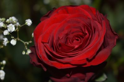 Close-up of red rose