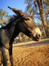 Close-up portrait of horse on field