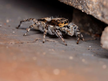 Close-up of spider