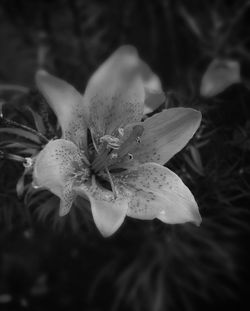 Close-up of flowering plant