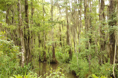 Scenic view of lake in forest