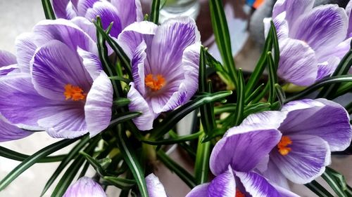 Close-up of purple crocus blooming outdoors