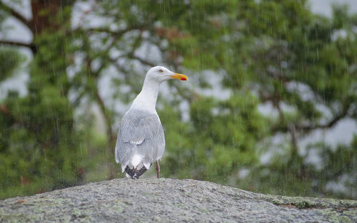 Seagull perching on a rock in rain