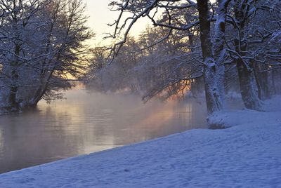 Scenic view of trees against sky during winter