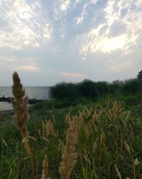 Scenic view of field against sky during sunset