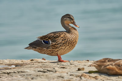 Close-up of a bird on the beach