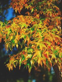 Close-up of maple leaves on tree