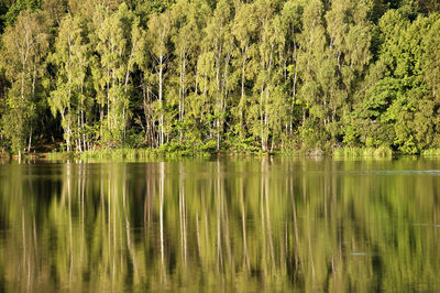 Reflection of trees in lake
