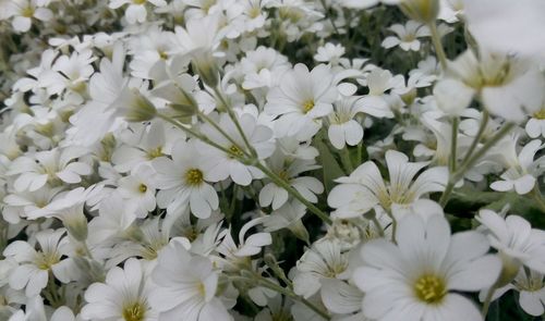 Close-up of white flowers blooming outdoors