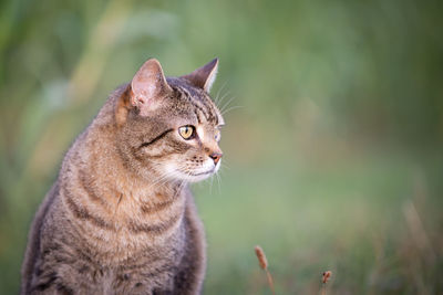 Close-up of a cat looking away