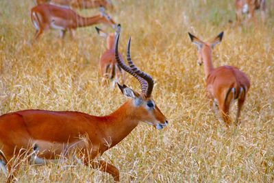 Deer in a field