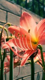 Close-up of red flower