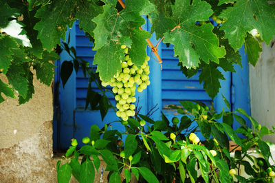 Close-up of fresh green plants in building