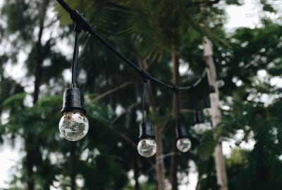 Low angle view of illuminated light bulbs hanging from tree