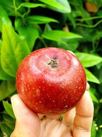 Close-up of hand holding apple