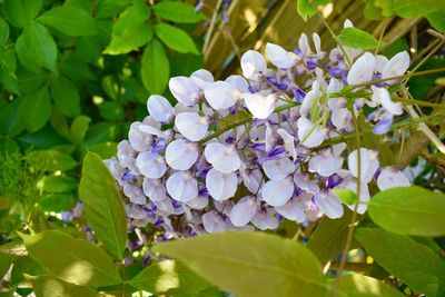 Close-up of purple hydrangea blooming outdoors