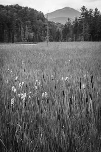 Crops growing on field against sky