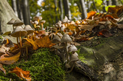 Close-up of mushrooms