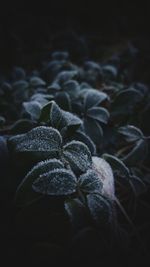 Close up of leaves