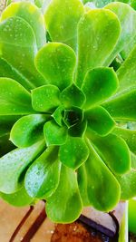 Full frame shot of succulent plant