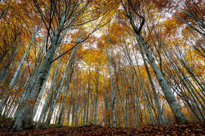 Low angle view of trees in forest during autumn