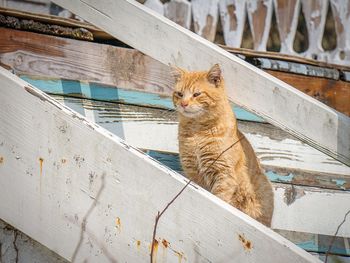 Alert cat on ladder