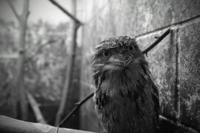 Close-up portrait of a bird against wall