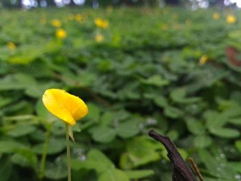 Close-up of yellow flower blooming outdoors