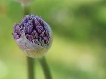 Close-up of purple flowering plant