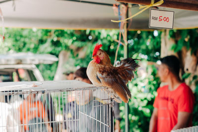 View of a bird in cage