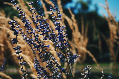 nature