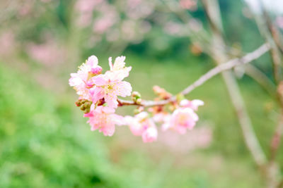 Close-up of pink cherry blossoms