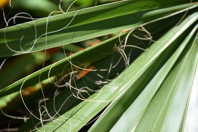 Close-up of succulent plant