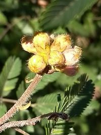 Close-up of wilted flower