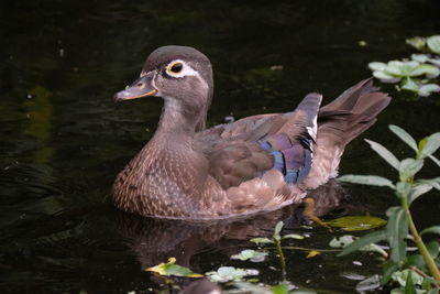 Close-up of duck swimming in lake