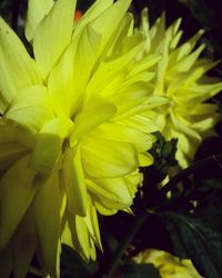 Close-up of yellow flower blooming outdoors