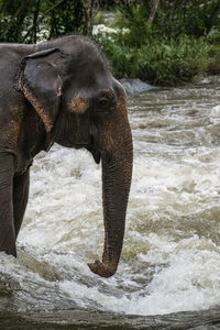 View of elephant in river