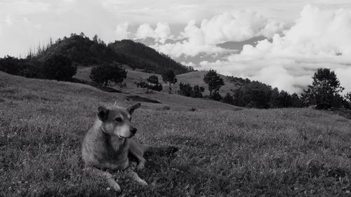 Dog standing on field