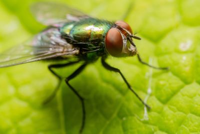 Close-up of fly on leaf