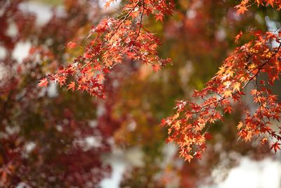 Close-up of maple leaves on tree