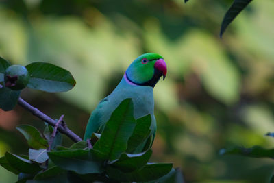 Close-up of parrot perching on leaf