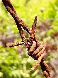 Close-up of branch