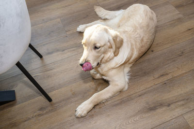 A young male golden retriever lies on modern vinyl panels in the living room of a home, top view.