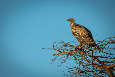 African white-backed vulture perching in golden light