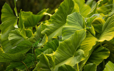 Lizard on plants