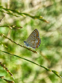 Butterfly on leaf