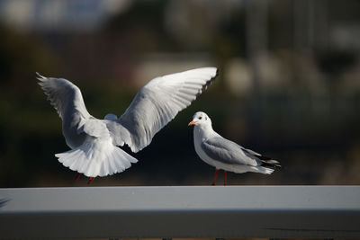 Seagulls flying