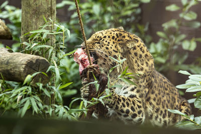 Close-up of leopard