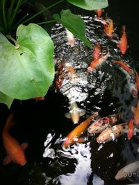 High angle view of koi carps in water