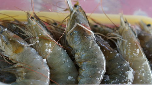 Close-up of fish for sale in market